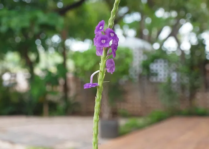 Hotel Casa Blanca Tamarindo